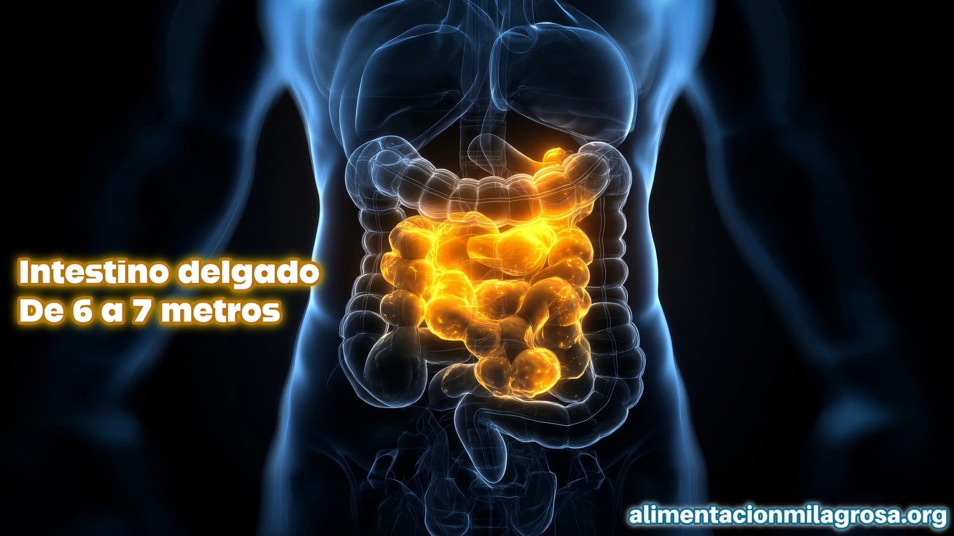 Intestino delgado
