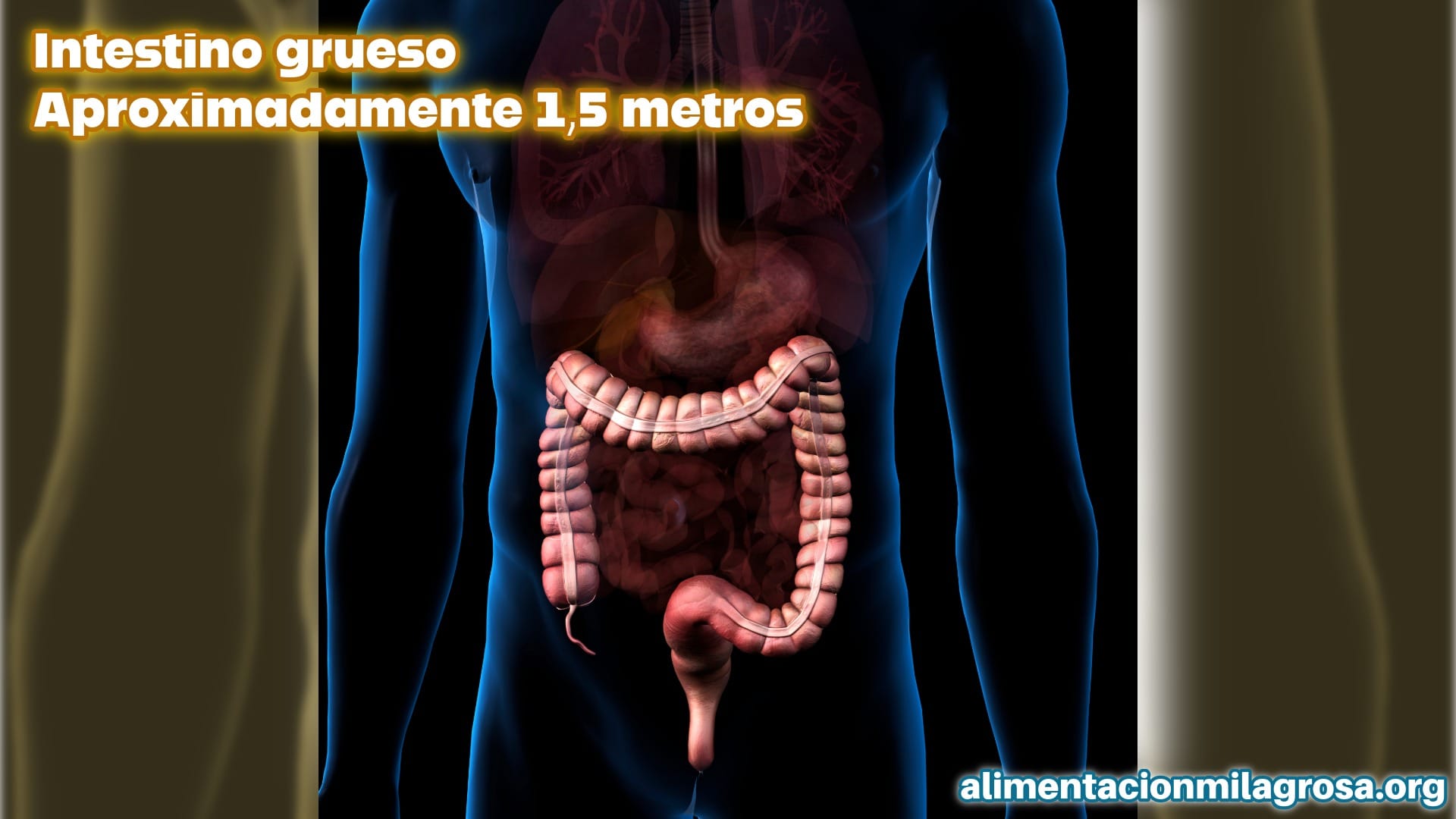Intestino grueso