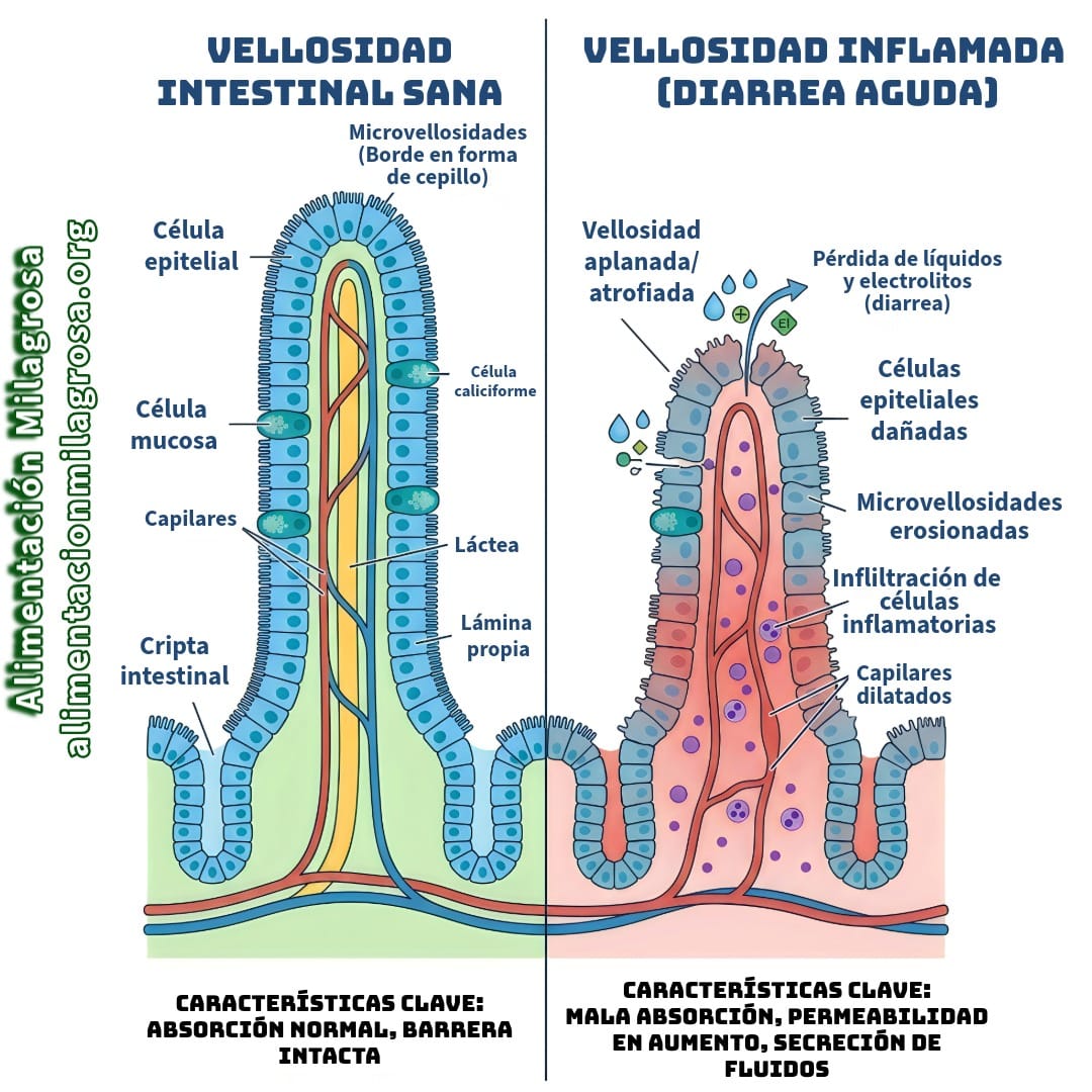 Vellosidad sana y vellosidad atrofiada