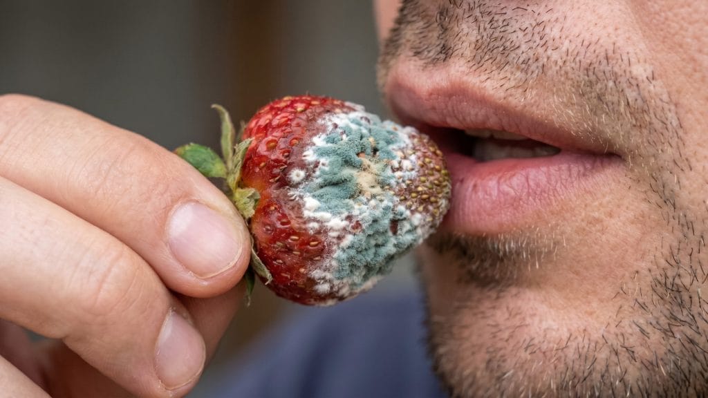 Hombre comiendo fresa con moho