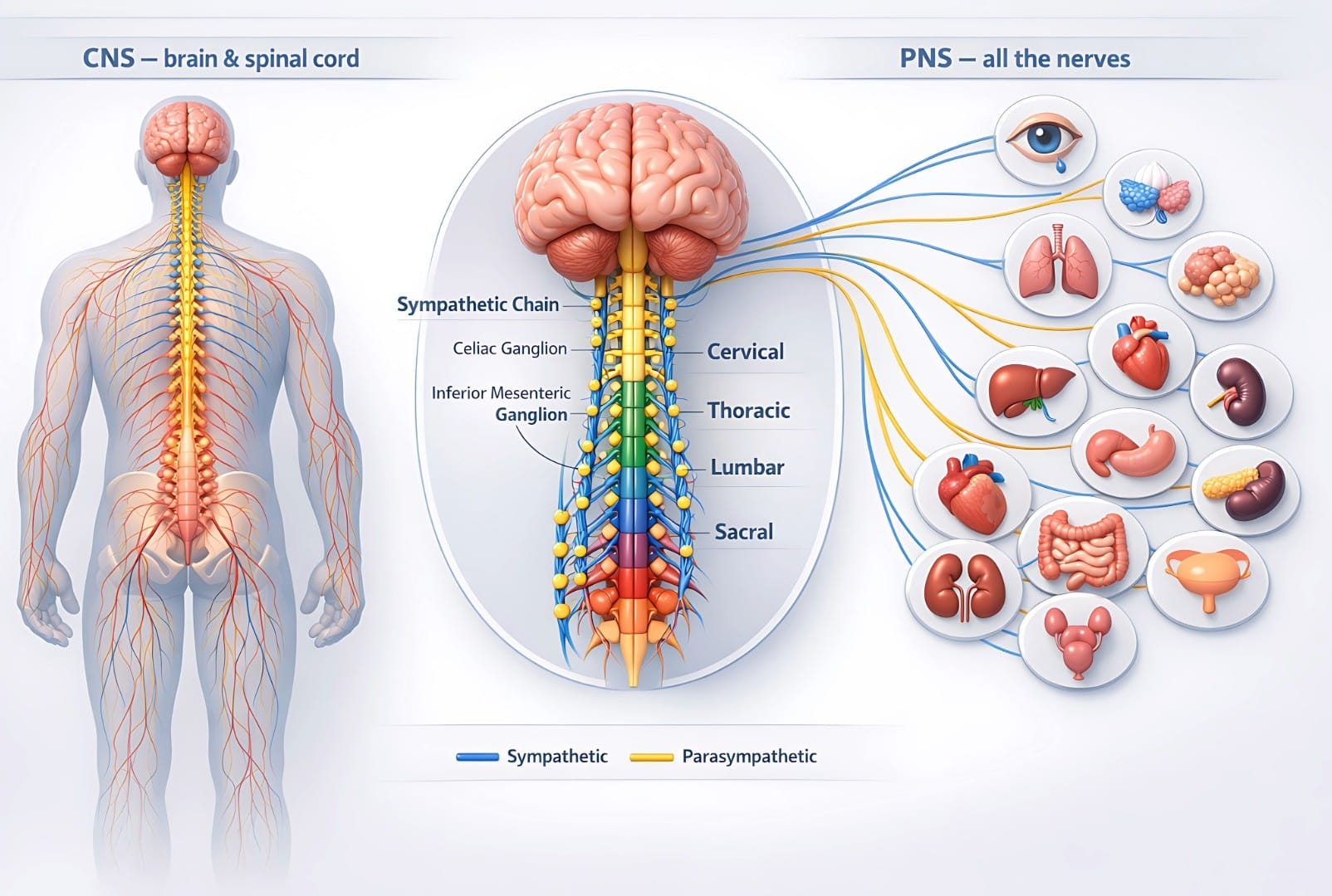 Central nervous system and peripheral nervous system