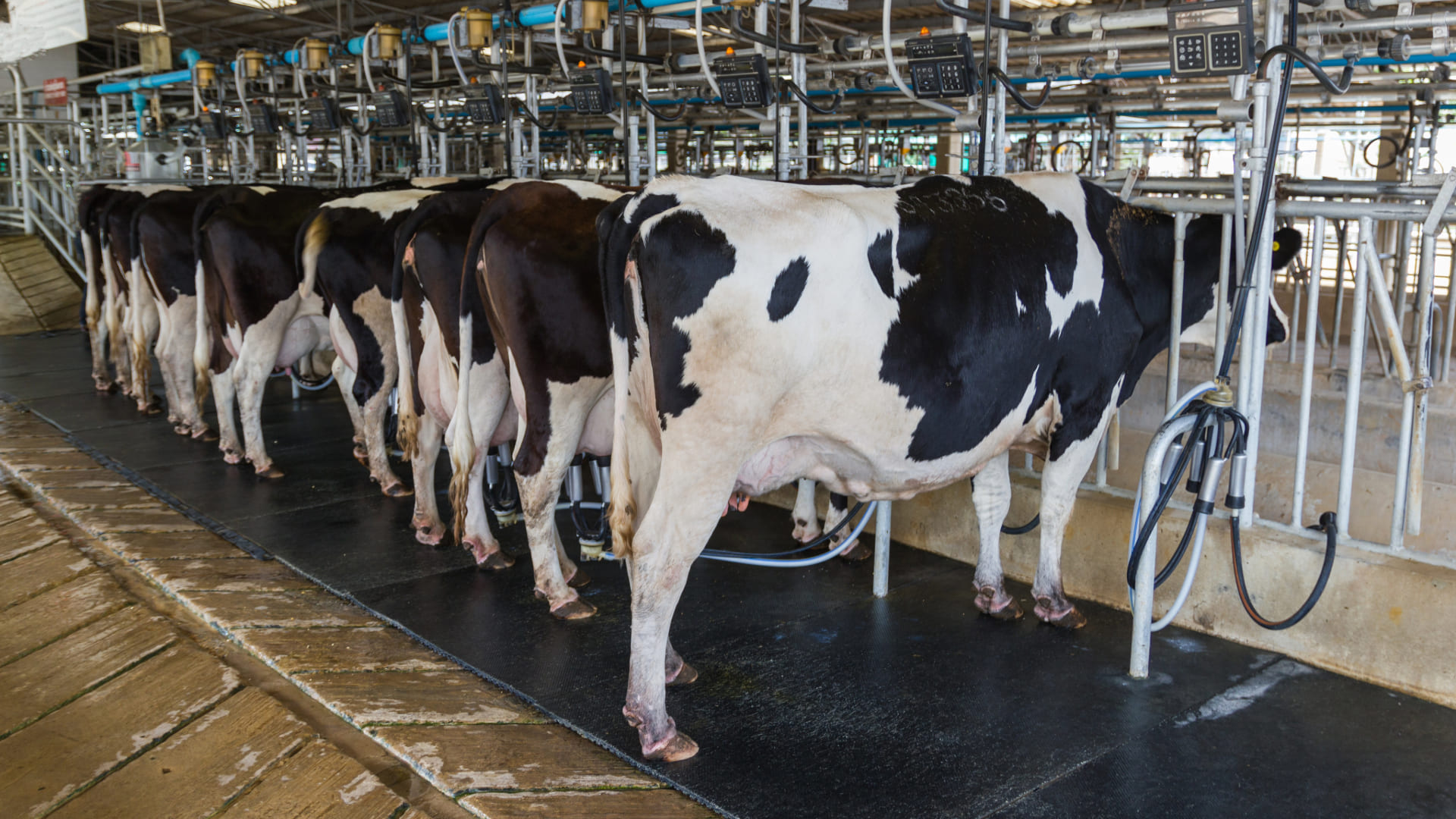 Vacas dando leche