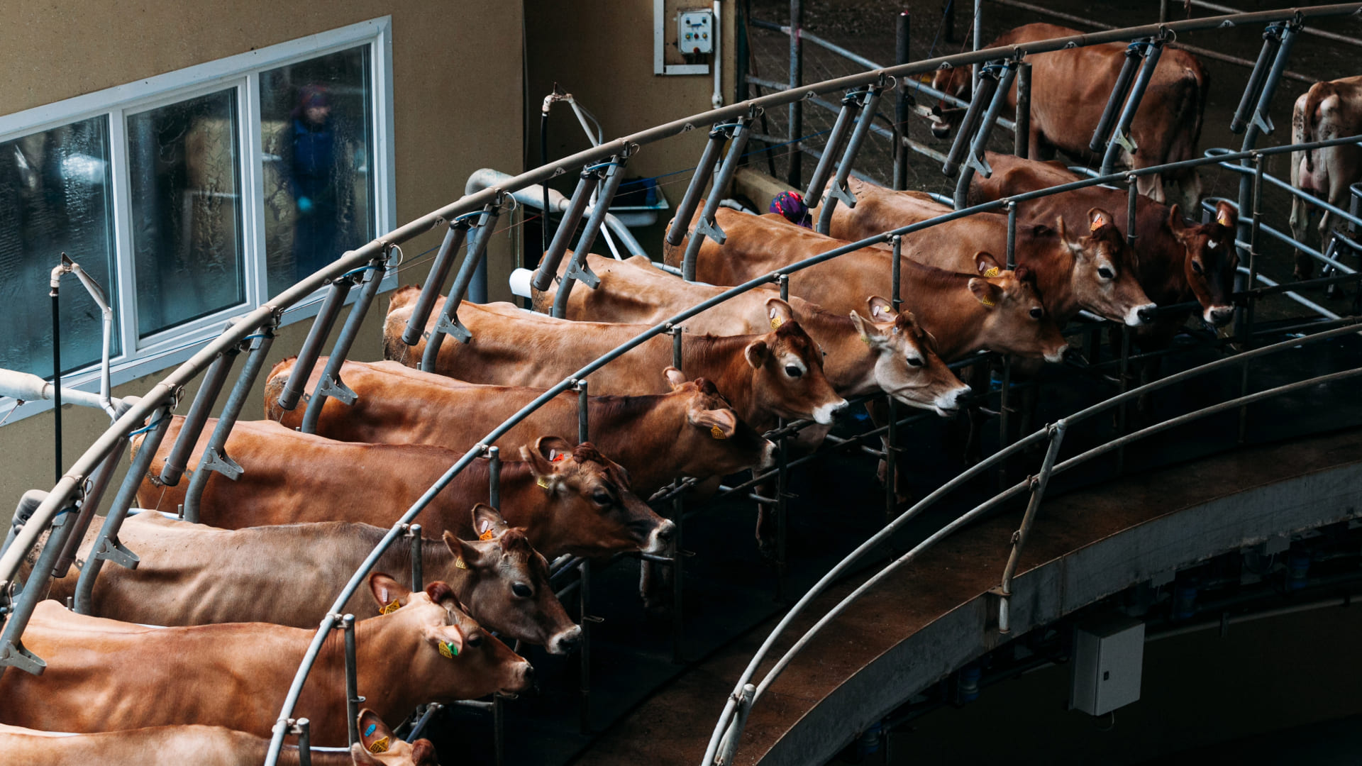 Vacas hacinadas en la industria alimentaria